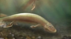 Ancient Fish Species Had Hind Legs