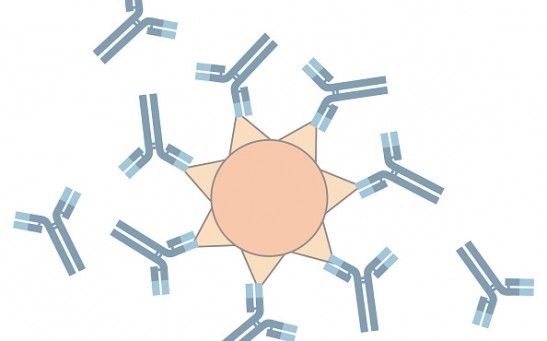 Action of the antibodies, In all cases, the antibodies are developed by the plasmacytes in order to promote the specific recognition of the antigen in question and to neutralize it.