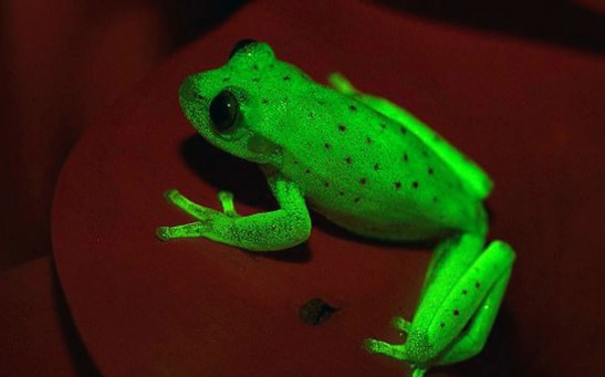 This Amazonian Frog Can Glow In Dark, Only Known Naturally fluorescent amphibian On Earth
