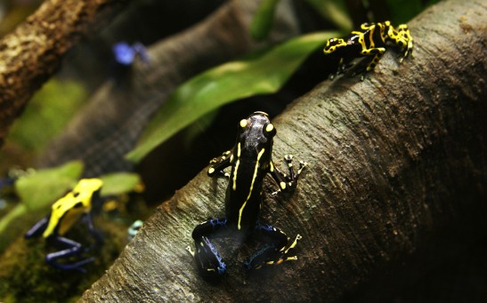 Media Preview Is Held For New Frog Exhibit