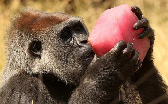 Primates bigger brain size may be due to their fruit rich diet