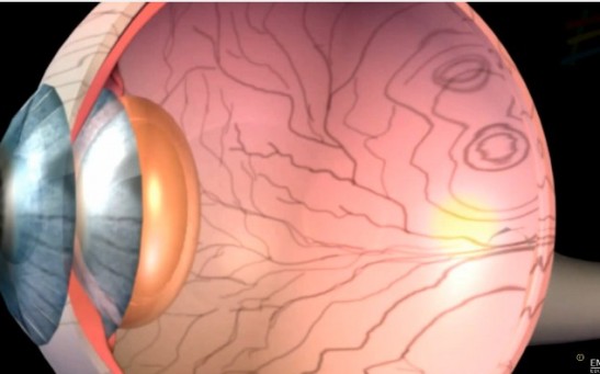 Structure and Working of Human Eye