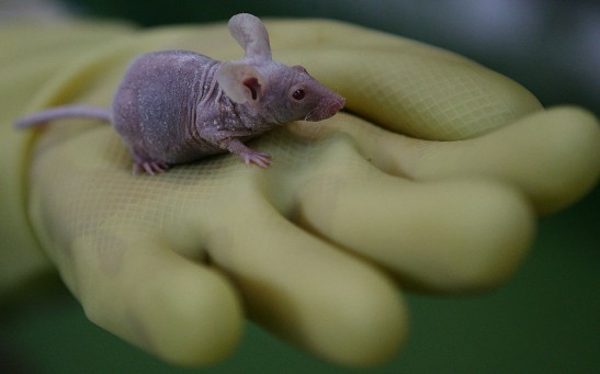 A worker displays a bald mouse at an animal laboratory of a medical school on February 16, 2008 in Chongqing Municipality, China