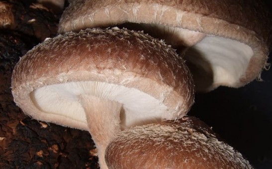 Shiitake mushroom growing on wood