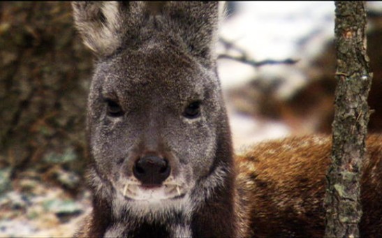 Kashmir Musk Deer