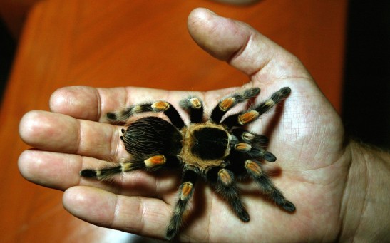 A man holds a Mexican Red-Legged tarantula at the San Francisco Zoo June 13, 2003 in San Francisco. 