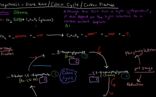 Photosynthesis (Part 3 of 3) - Dark Reactions, Calvin Cycle, Carbon Fixation