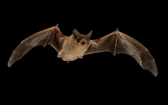 Researchers have found that Mexican free-tailed bats can jam the echolocation signals of other bats to compete for food. 