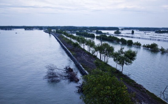 Fields sit submerged by flood waters from rising sea levels in Bedono village on December 12, 2013 in Demak, Central Java, Indonesia