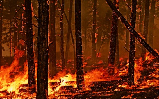 Wildfire Rages through Custer State Park in South Dakota after Lightning Strike.