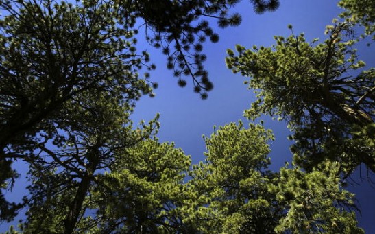 Tall pines are seen on August 4, 2004 in Los Padres National Forest, California