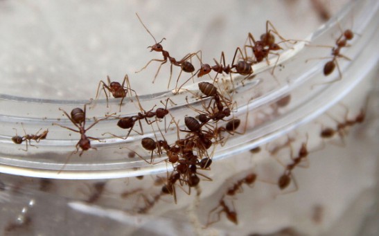 File photo of ants