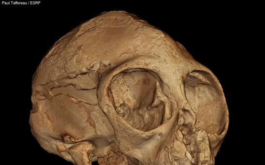 3D Animation of the Alesi Fossil Skull