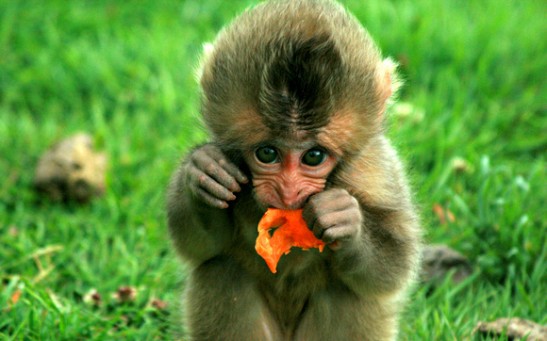 Monkey Eating Fermented Fruit