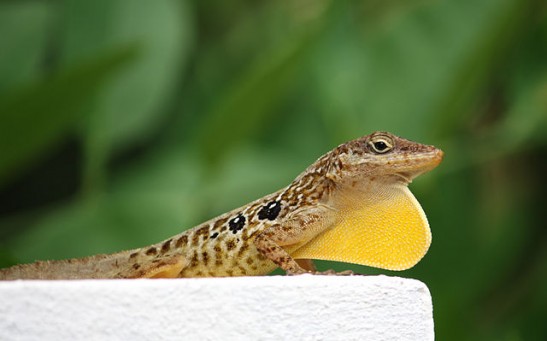 Male Dominican Anole 