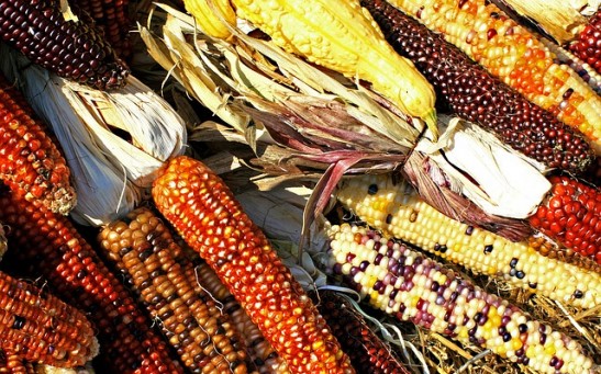 Biodiversity in corn