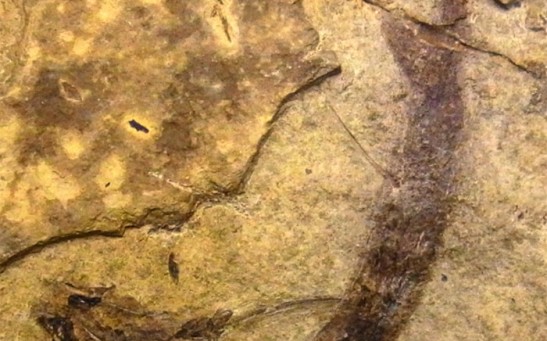 fossilized fish