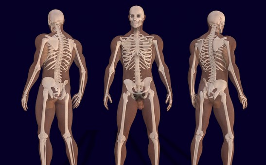 3D Anatomy Of Male Body