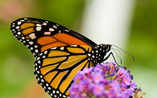 Monarch Butterfly