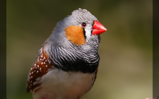 Zebra Finch