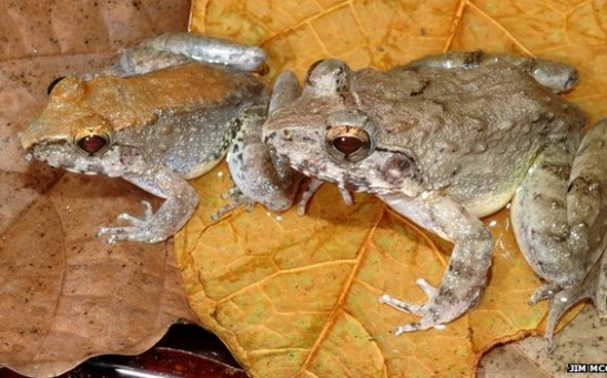 New Fanged Frog Species That Give Live Birth to Tadpoles