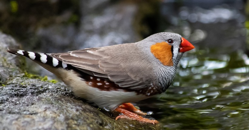 A new biological technique called optogenetics has taught zebra finches how to sing songs they've never heard. 