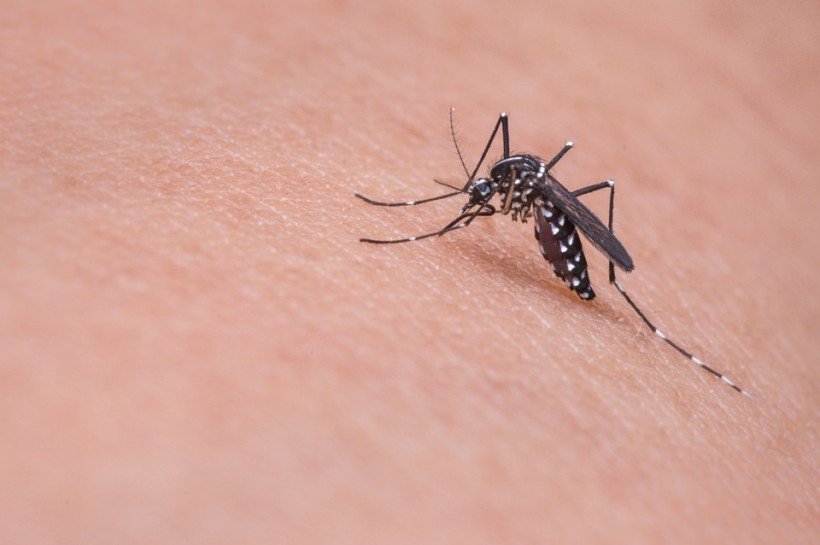 The Aegis Egypti mosquito carries the dengue virus. 