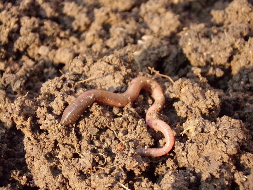 Worm in Soil