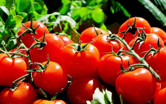 One of the fruits that the researchers were able to harvest from lunar and Martian soil was tomatoes.