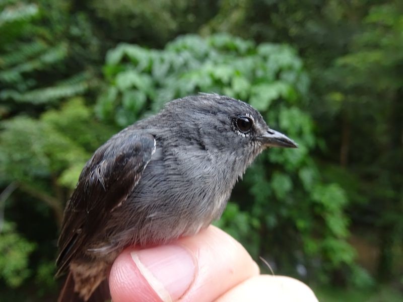 A Spectacled Flowerpecker, which was first observed ten years ago, finally gets confirmed to be a new species of bird.