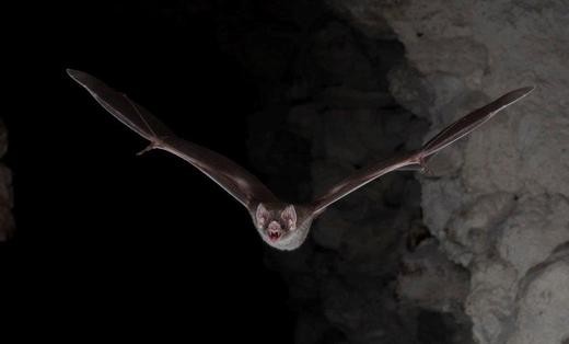 A common vampire bat (Desmodus rotundus)