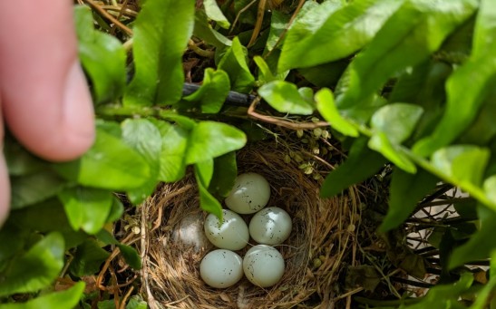 Pigment in eggs plays important role in survival.