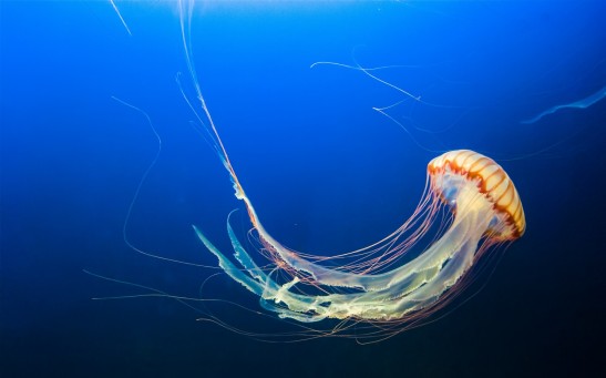 Jellyfish can survive the global warming.