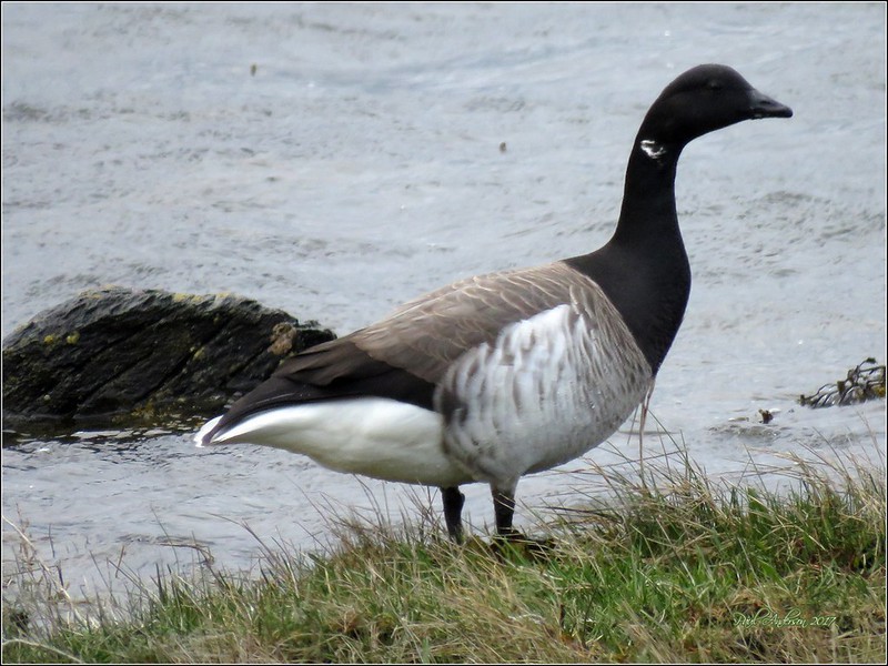 Disruption in the Population: The Change in Climate Affected the Population of Brent Goose.