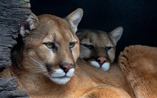 Mountain Lions Face Another Threat as Dire as Habitat Loss