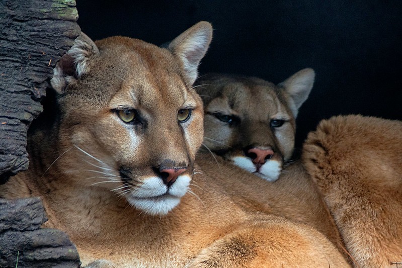 Mountain Lions Face Another Threat as Dire as Habitat Loss