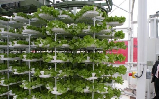 Hydroponics Farming Is the Next Wave of Food Production for Everyone