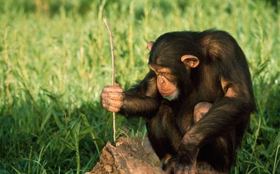 Humans and Chimps Both Share Tools and Skills to Others, We Are More Similar