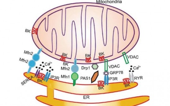 The Inside of Cells Are Chatterboxes and When They Talk, They Cause Adaptations in Lipid Transfer