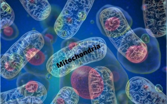 Mitochondrial Division in the Cell Is Common in Primitive and Advanced Species Living on Earth