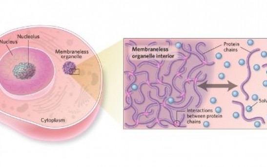 The Cure for Cancer Is a Newly Discovered Organelle That Prevents Cancerous Cells From Killing the Host Cells