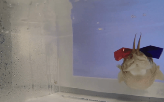 Cuttlefish in 3D Glasses