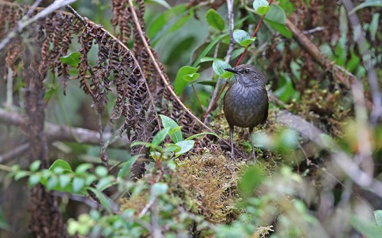 Taliabu Grasshopper-Warbler