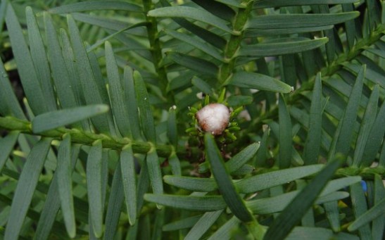 Polar Cap of the Wollemia Pine