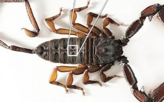 The Oldest Scorpion Fossil “Parioscorpio venator” Were Amphibian Like and Had a Respiratory System Similar to Modern Day Scorpions