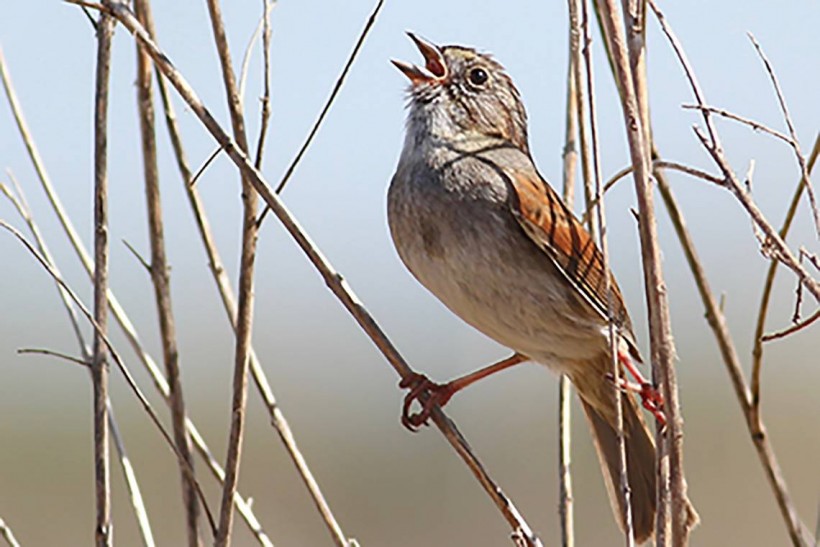 The Male Swamp Sparrow