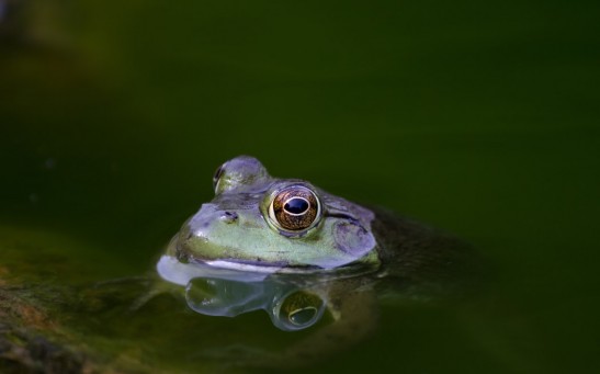 Frogs Are Among Those Who Have The Ability to Communicate Vocally