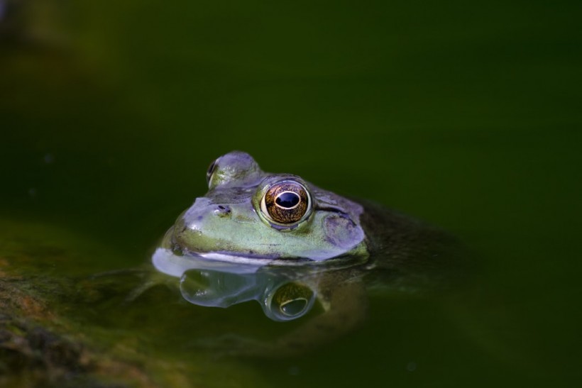 Frogs Are Among Those Who Have The Ability to Communicate Vocally