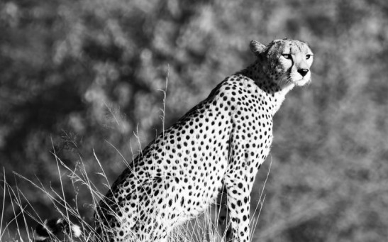 A Cheetah, one of Africa's endangered big cats.