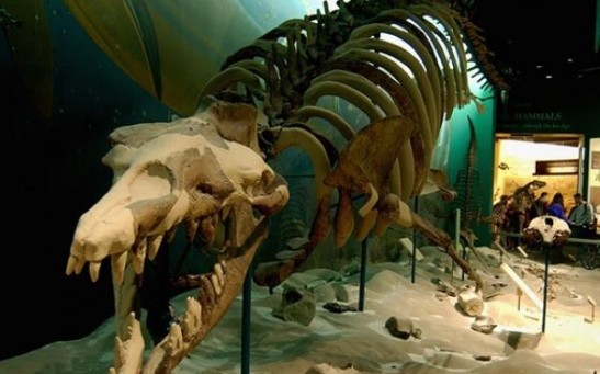 Basilosaurus Isis an Ancient Leviathan About 50 to 60-Feet, Cannibalized Other Whales and Sea Creatures in Ancient Seas